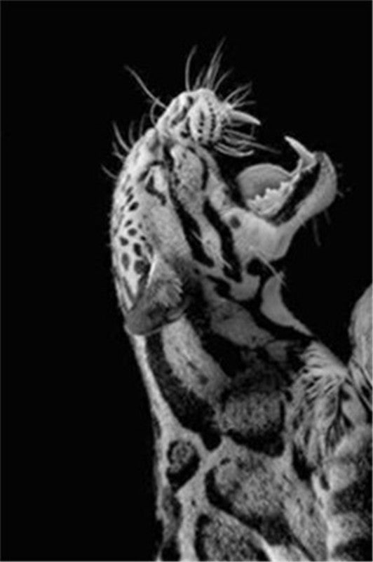 Primitive Instinct